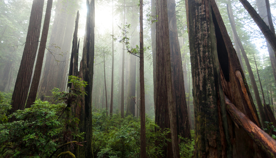 Your Guide to Visiting Redwood National and State Parks​